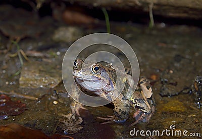 Common frog (Rana temporaria)