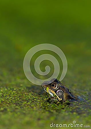 Common Frog