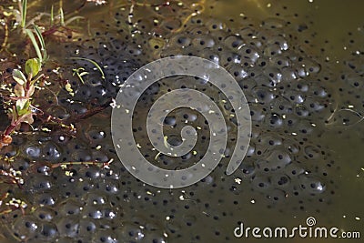Common frog spawn