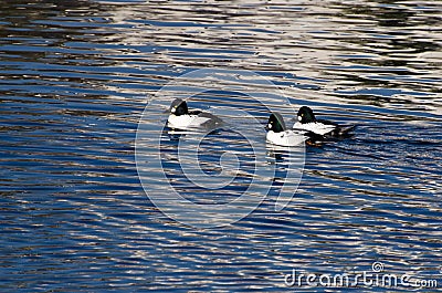 Common Goldeneye Ducks Swimming on the Water