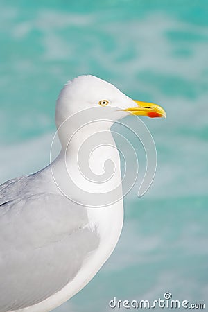 Common gull staring out over turquoise water