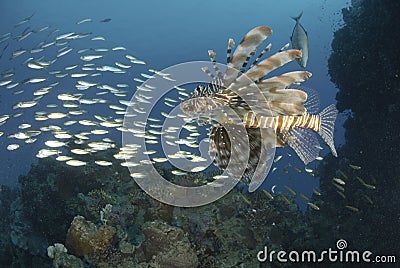 Common Lionfish and school of small bait fish