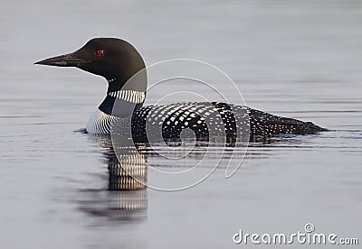 Common Loon Royalty Free Stock Images - Im