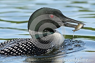 Common Loon (Gavia Immer) Fishing Royalty F