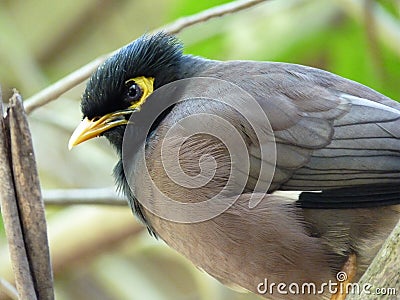 Common Myna Bird