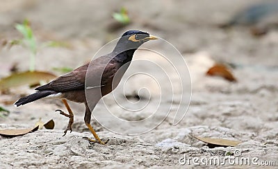 Common Myna of Indian Subcontinent