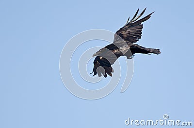 Common Raven Flying in a Blue Sky