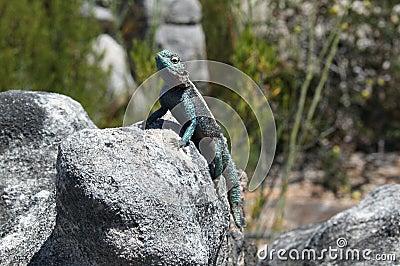 Common Rock Agama lizard