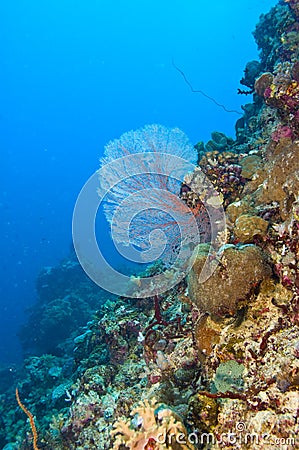 Common sea fan on coral reef