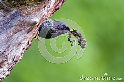 Common starling