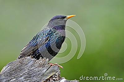 Common starling