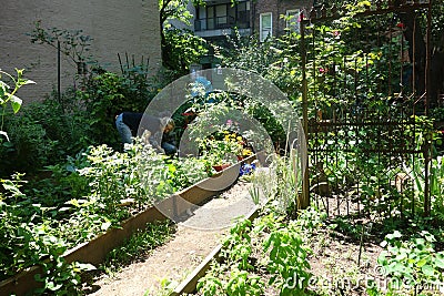 Community Garden