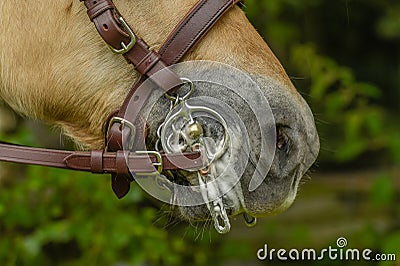 Companion Animals - Horses