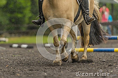 Companion Animals - Horses