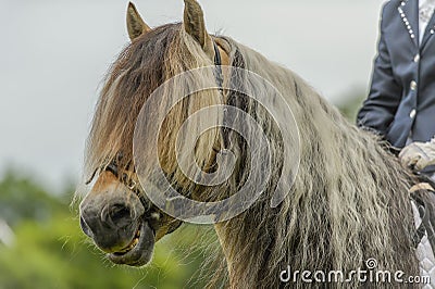 Companion Animals - Horses