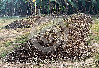 Compost, organic natural leaves.