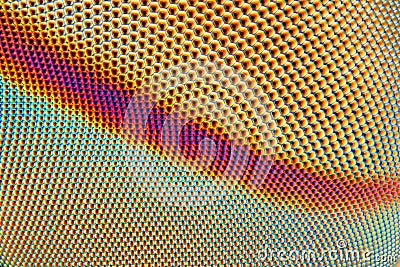 compound eye of a horse fly