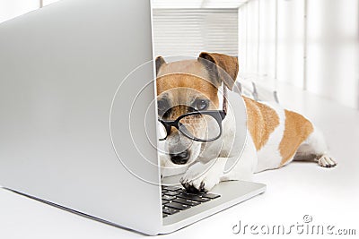 Computer dog