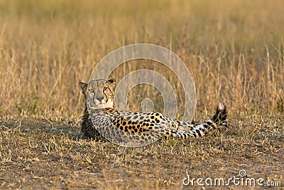Concerned cheetah
