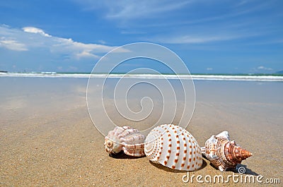 Conch shell on the sandy beach