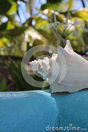 Conch shell on table with aqua