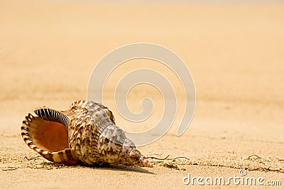 Conch shell on tropical beach (close up)