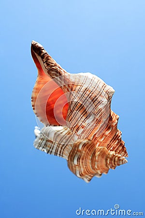 Conch Snell