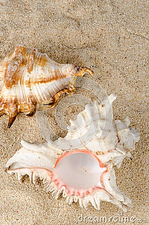 Conchs and shells