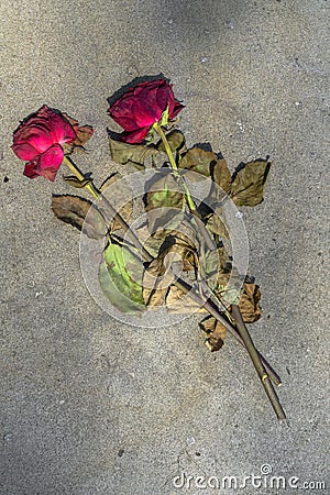 Concrete tomb with roses