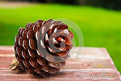 The cones on wooden table background green.