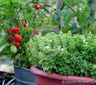 Container gardening basil and tomato