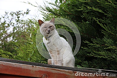 Content cat on roof