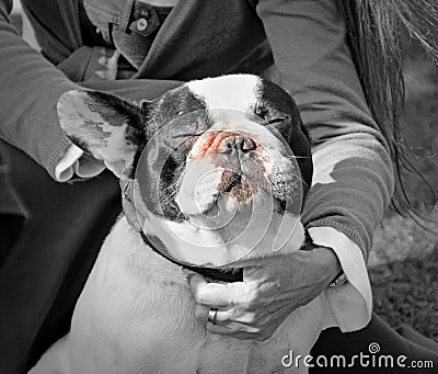 Contented bulldog with owner