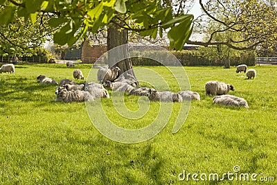 Contented Sheep in a spring pasture