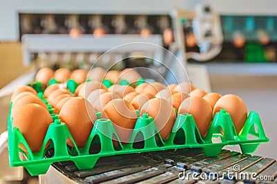 Conveyor belt transporting crates with fresh eggs