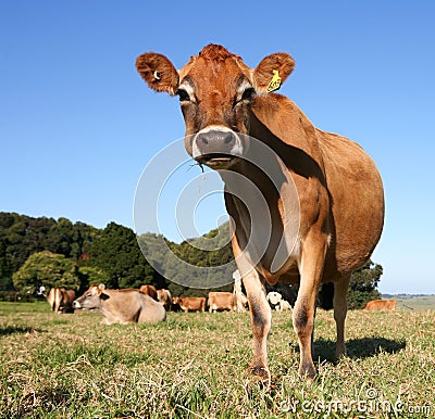 Cool Cow Stock Image Image: 843711
