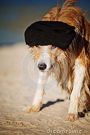 Cool dog in a cap on the beach