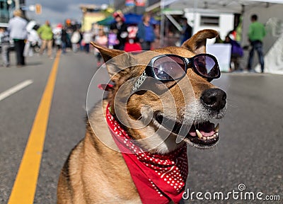 Cool dog on sunny urban street