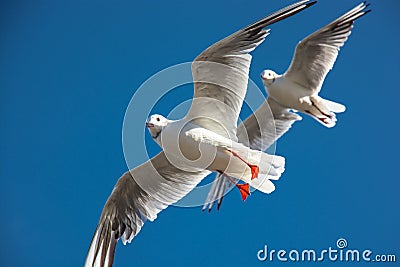 Coordinated flight of two seagulls
