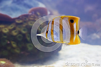 Copper banded butterfly fish