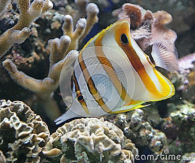 Copperband Butterfly Fish 2