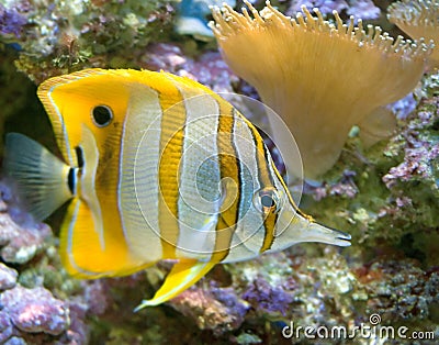 Copperband butterfly fish 4