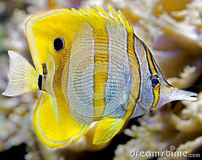 Copperband butterfly fish 5