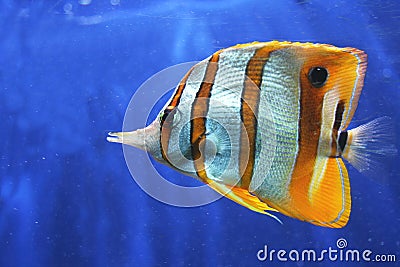 Copperband Butterfly Fish