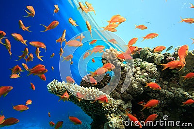 Coral and Fish