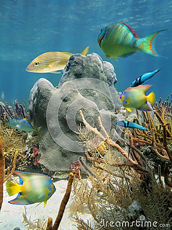 Coral and fish in the Caribbean Sea
