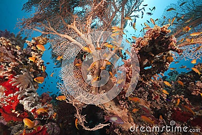 Coral and fish in the Red Sea