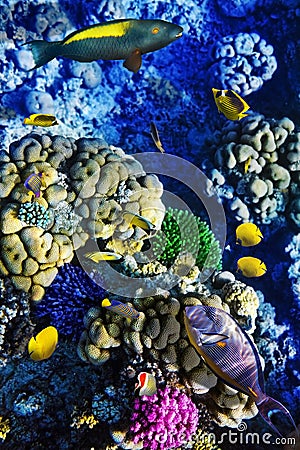 Coral and fish in the Red Sea. Egypt