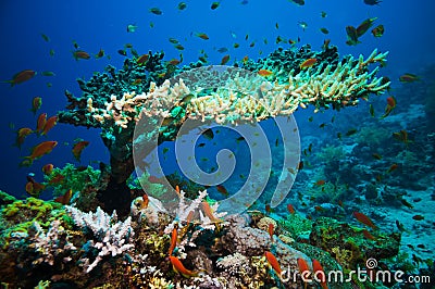 Coral and fish