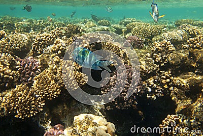 Coral fishes of Red sea. Egypt